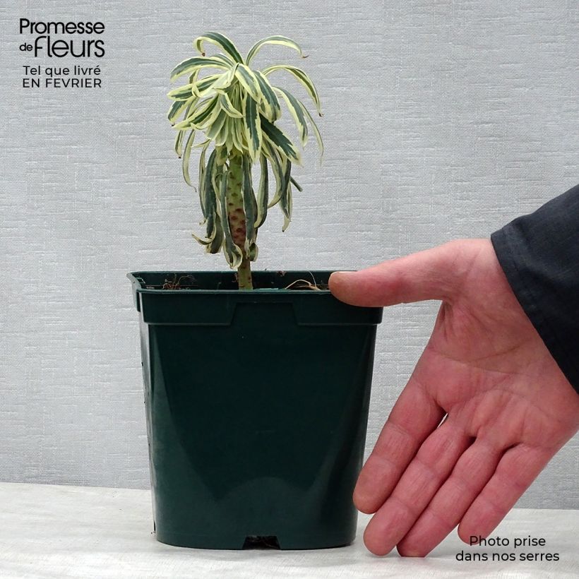 Spécimen de Euphorbia characias Tasmanian Tiger - Euphorbe panachée Pot de 1,5L/2L tel que livré en hiver