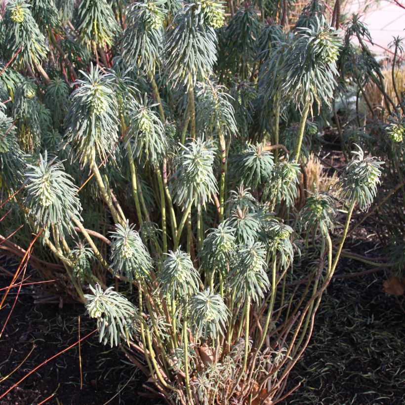 Euphorbe characias ssp. wulfenii (Plant habit)