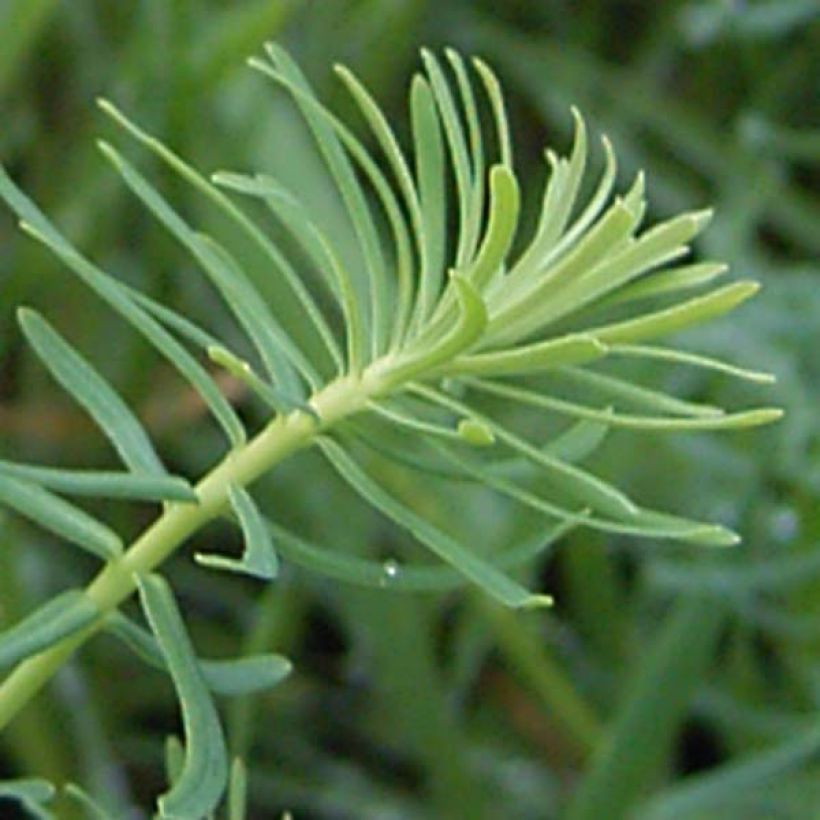 Euphorbe Petit-Cyprès - Euphorbia cyparissias (Foliage)