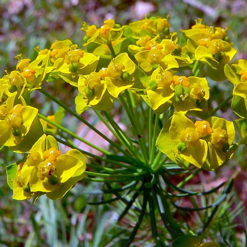 Euphorbe petit-cyprès Clarice Howard - Euphorbia cyparissias (Flowering)