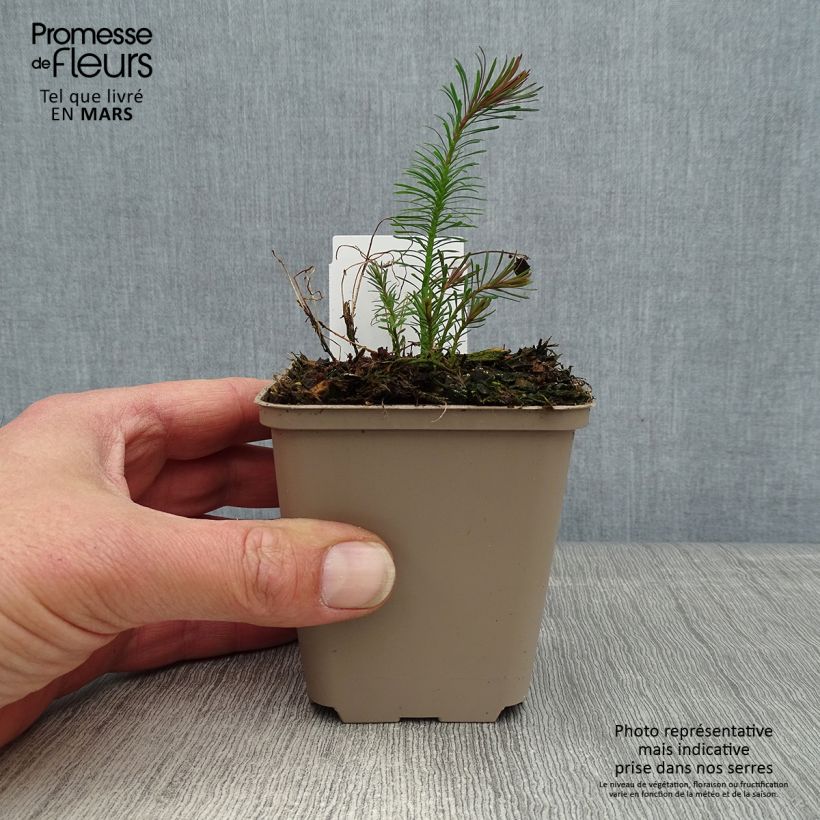 Example of Euphorbia cyparissias Fens Ruby - Euphorbe petit-cyprès Godet de 8/9 cm as you get in printemps