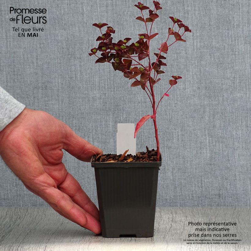 Spécimen de Euphorbia dulcis Chameleon Godet de 8/9 cm tel que livré au printemps