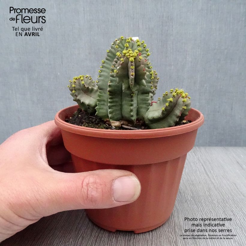 Spécimen de Euphorbia fruticosa Inermis Pot de 12 cm / 13 cm tel que livré au printemps