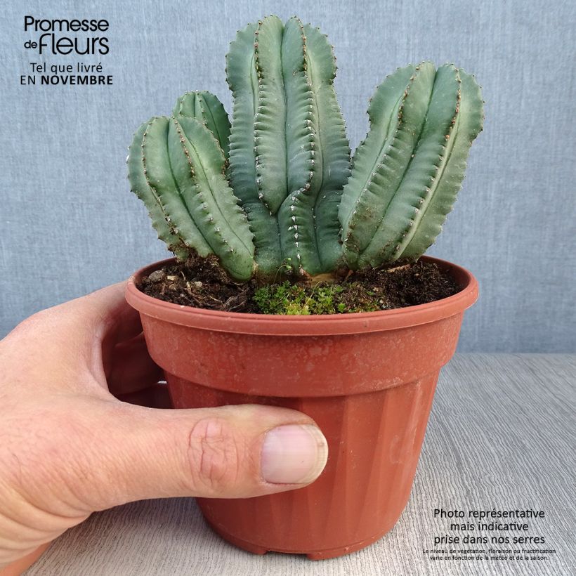 Spécimen de Euphorbia fruticosa Inermis Pot de 12 cm / 13 cm tel que livré en automne