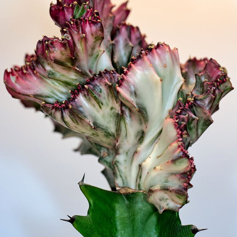 Euphorbia lactea Cristata - Euphorbe lactée (Foliage)