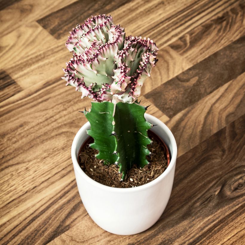 Euphorbia lactea Cristata - Euphorbe lactée (Plant habit)