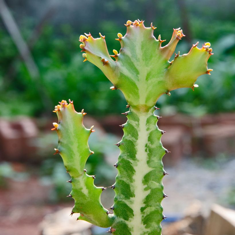 Euphorbia lactea - Euphorbe lactée (Foliage)