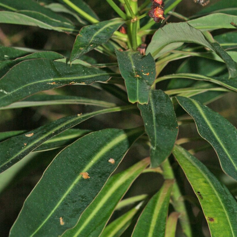 Euphorbe mellifère - Euphorbia mellifera (Foliage)