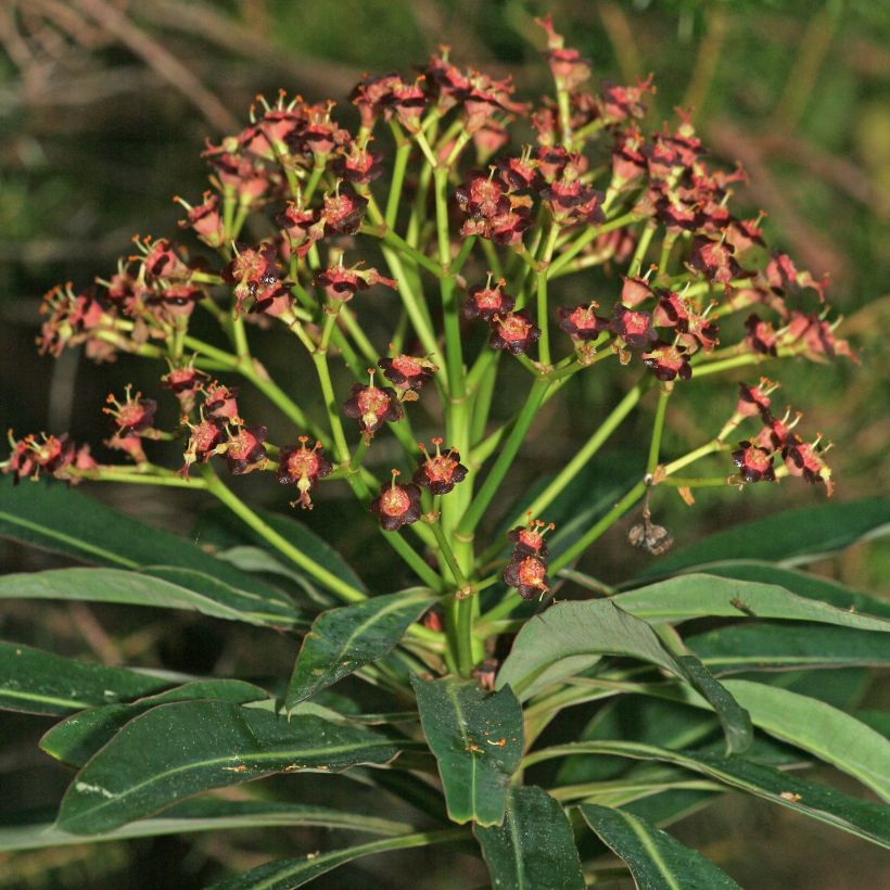 Euphorbe mellifère - Euphorbia mellifera (Flowering)