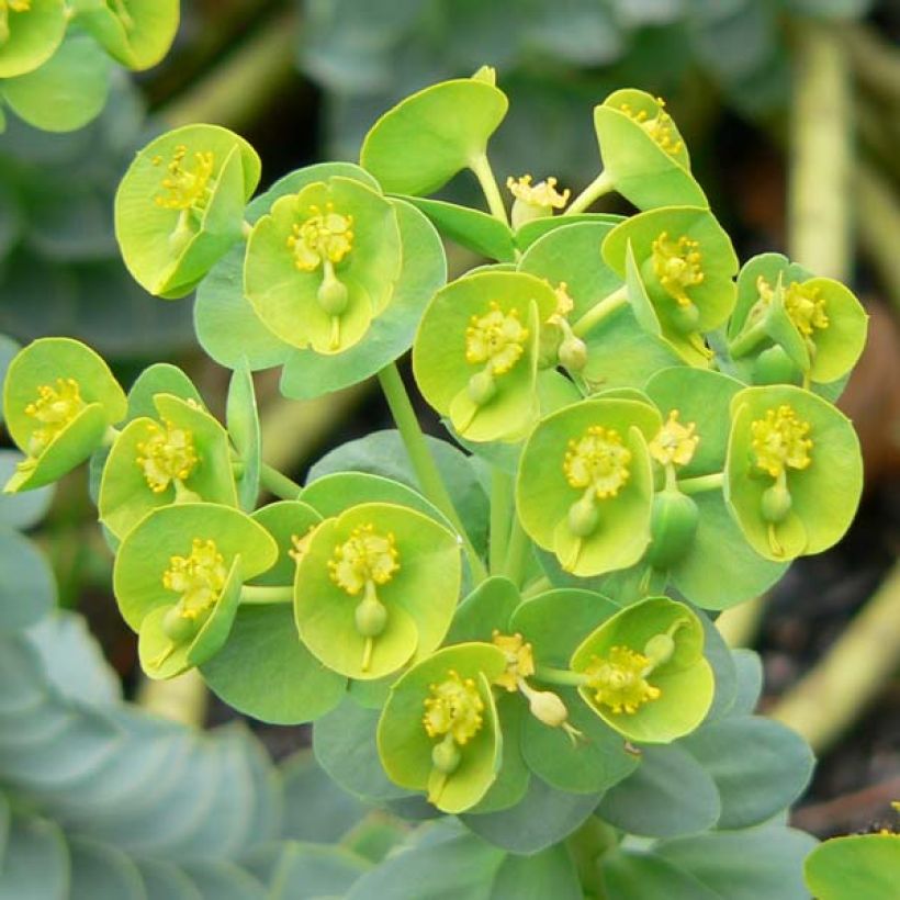 Euphorbia myrsinites - Euphorbe de Corse (Flowering)