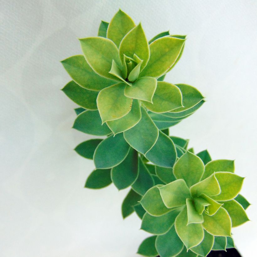 Euphorbia myrsinites - Euphorbe de Corse (Foliage)