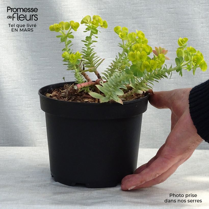 Example of Euphorbia myrsinites - Euphorbe de Corse Pot de 2L/3L as you get in printemps