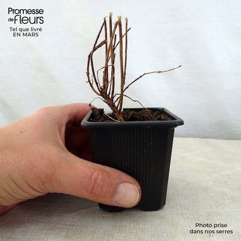Example of Euphorbia pithyusa Ponte Leccia - Euphorbe des Baléares Godet de 8/9 cm as you get in printemps