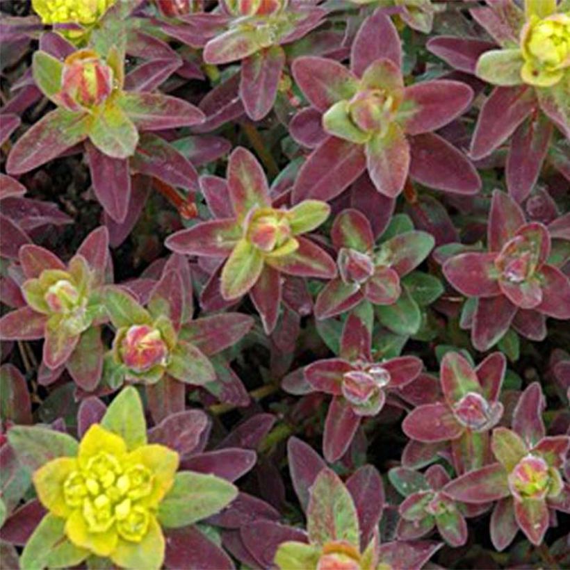 Euphorbia polychroma Bonfire - Euphorbe polychrome (Foliage)