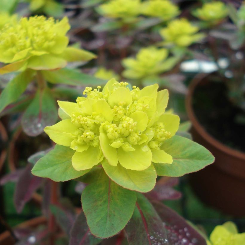 Euphorbia polychroma Bonfire - Euphorbe polychrome (Flowering)
