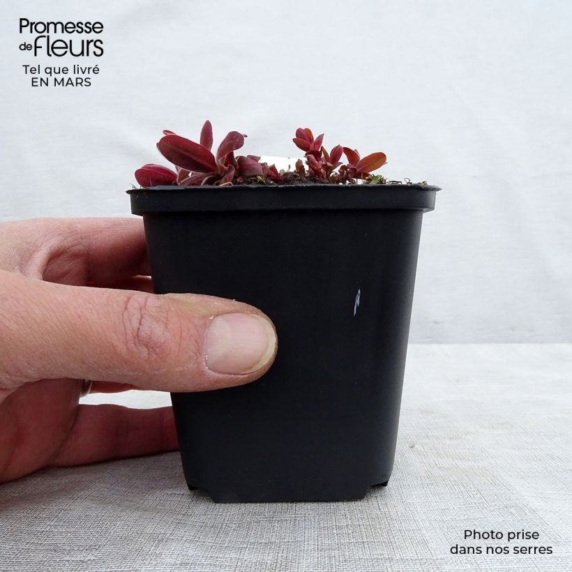 Example of Euphorbia polychroma Bonfire - Euphorbe polychrome Godet de 8/9 cm as you get in printemps