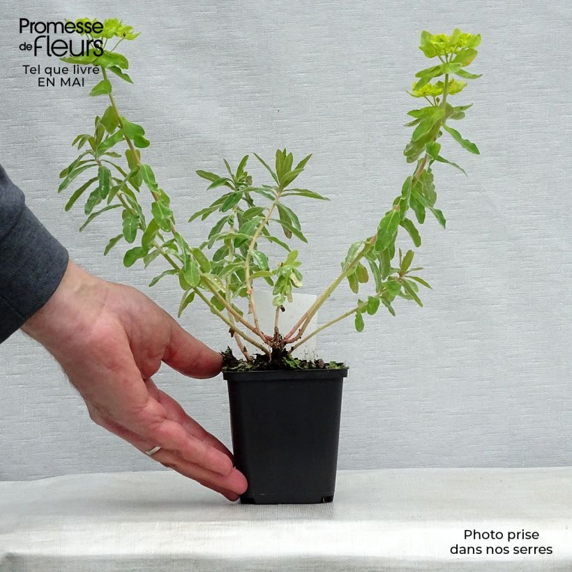 Example of Euphorbia polychroma - Euphorbe polychrome Godet de 8/9 cm as you get in printemps