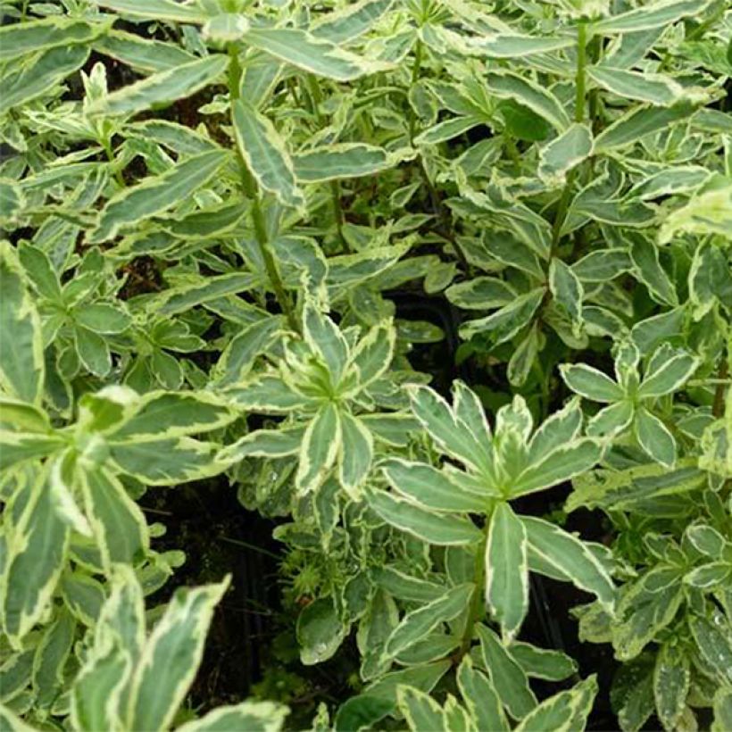 Euphorbia polychroma Variegata - Euphorbe polychrome (Foliage)