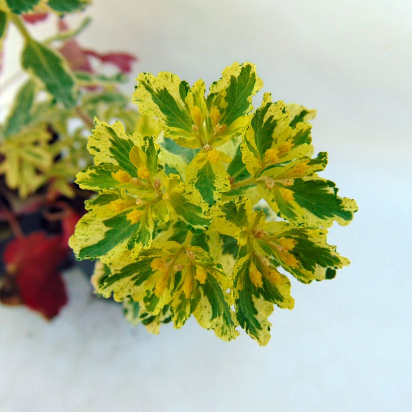 Euphorbia polychroma Variegata - Euphorbe polychrome (Flowering)