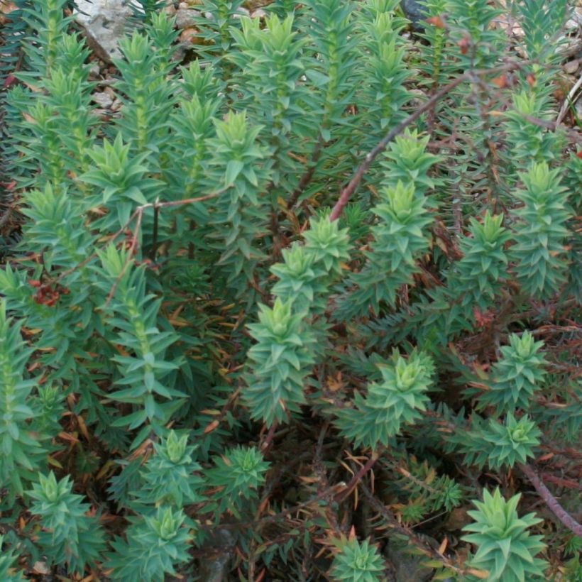 Euphorbia pythiusa - Euphorbe des Baléares. (Foliage)