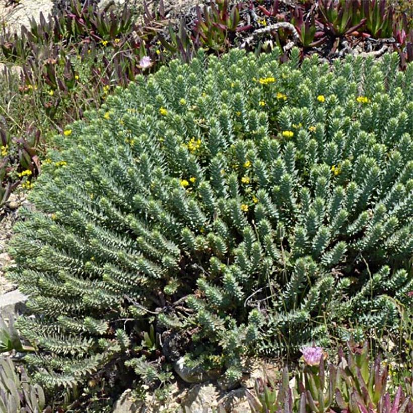 Euphorbia pythiusa - Euphorbe des Baléares. (Plant habit)