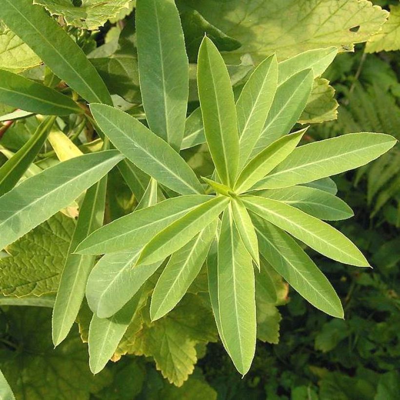 Euphorbe, Euphorbia sarawschanica (Feuillage)