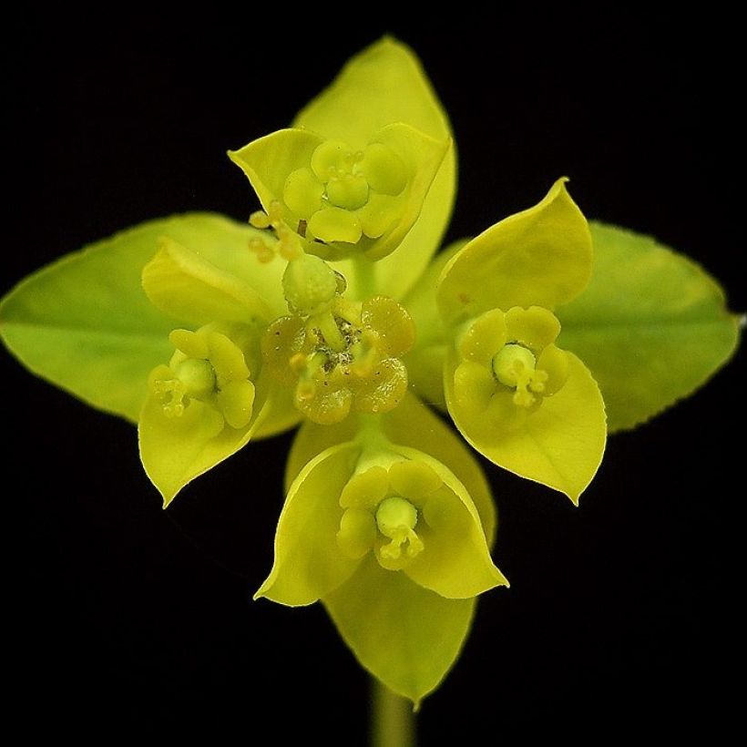 Euphorbe, Euphorbia sarawschanica (Floraison)