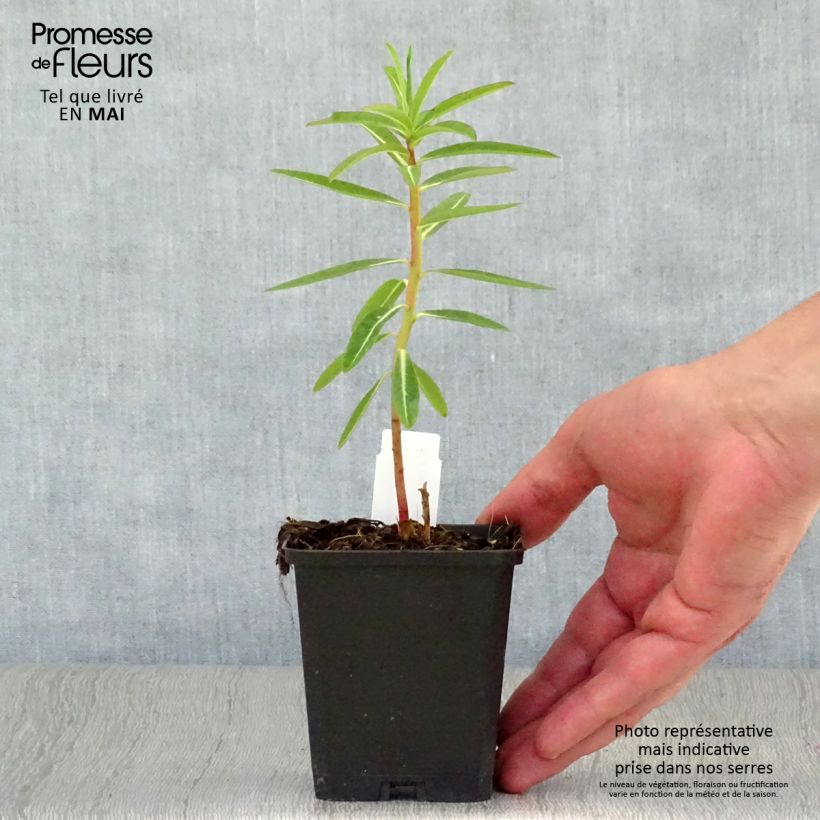 Spécimen de Euphorbia schillingii - Euphorbe schillingii Godet de 8/9 cm tel que livré au printemps
