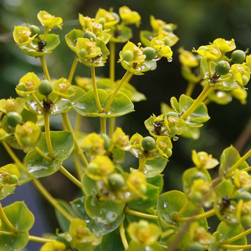 Euphorbia seguieriana ssp. niciciana - Euphorbe de Sibérie (Flowering)