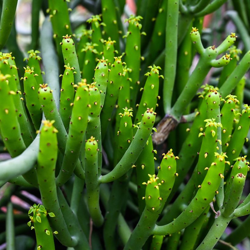 Euphorbia tirucalli - Plante crayon (Feuillage)