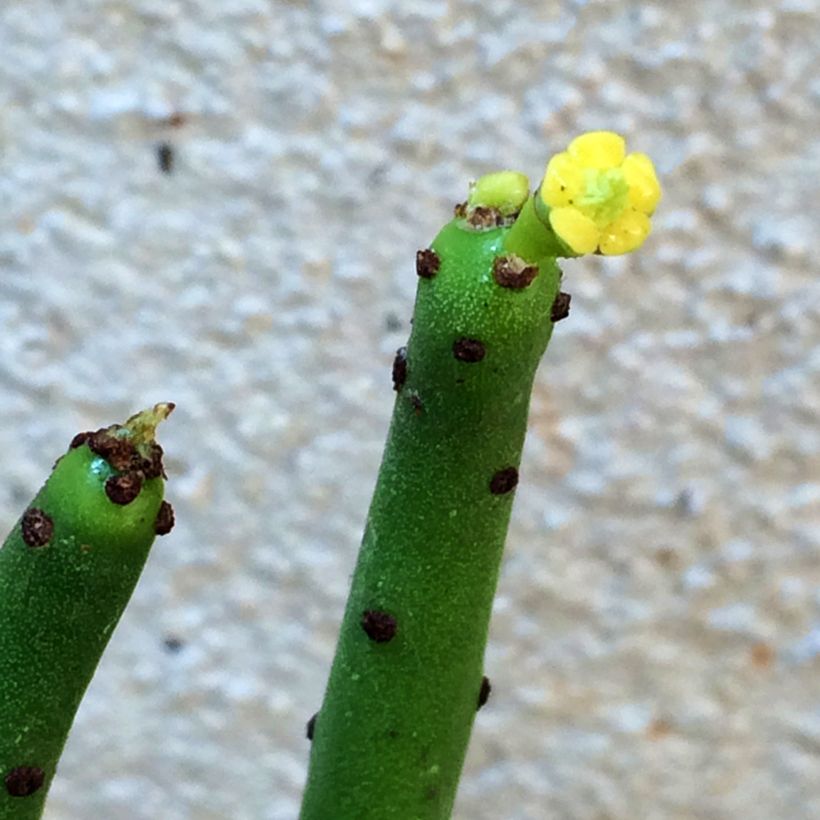 Euphorbia tirucalli - Plante crayon (Floraison)