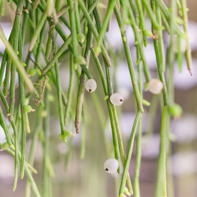 Euphorbia tirucalli - Plante crayon (Récolte)