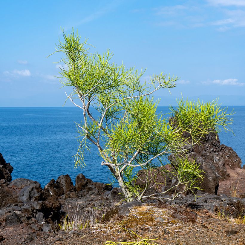 Euphorbia tirucalli - Plante crayon (Port)