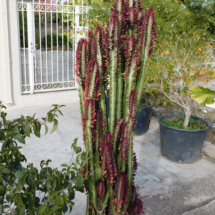 Euphorbia trigona f. rubra - Euphorbe cactus (Plant habit)