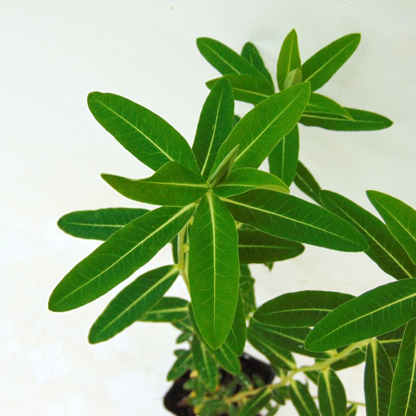 Euphorbia wallichii - Euphorbe (Foliage)