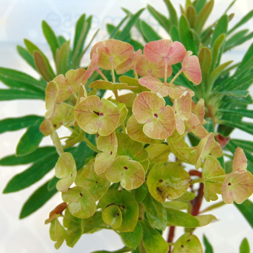 Euphorbia x martinii Baby Charm - Euphorbe hybride (Flowering)