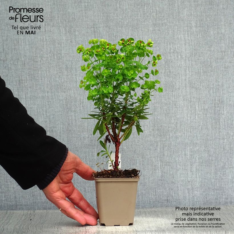 Example of Euphorbia x martinii Baby Charm - Euphorbe hybride Godet de 8/9 cm as you get in printemps