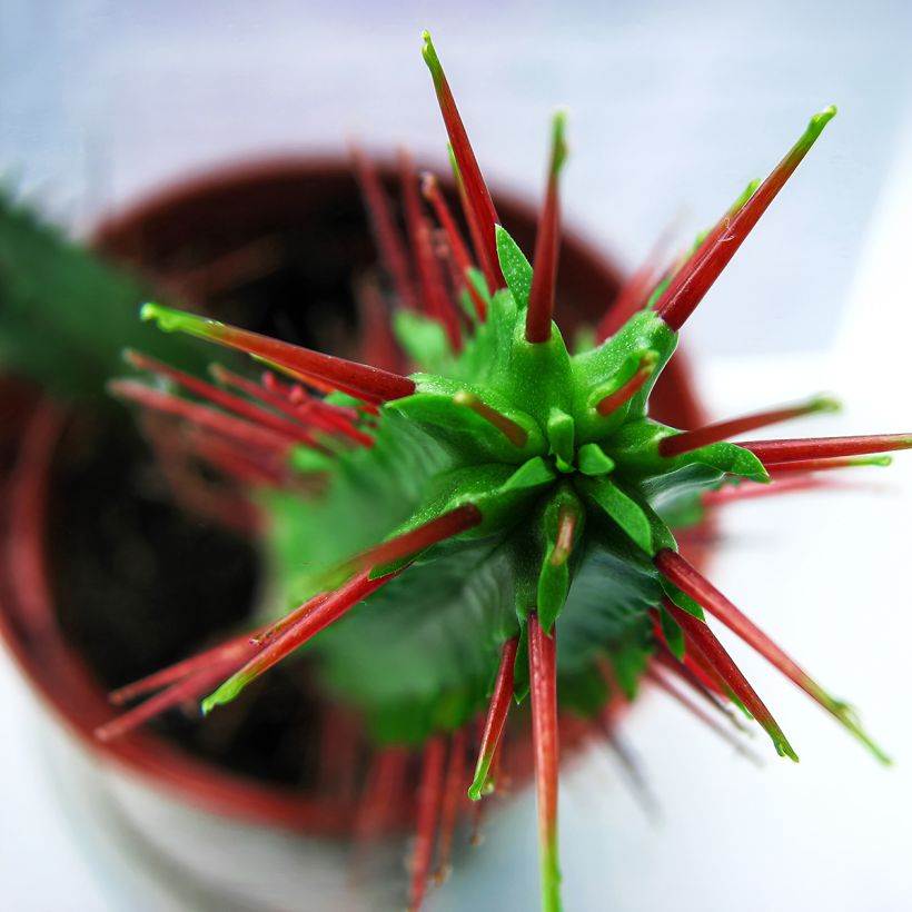 Euphorbia enopla - Euphorbe cactus (Feuillage)