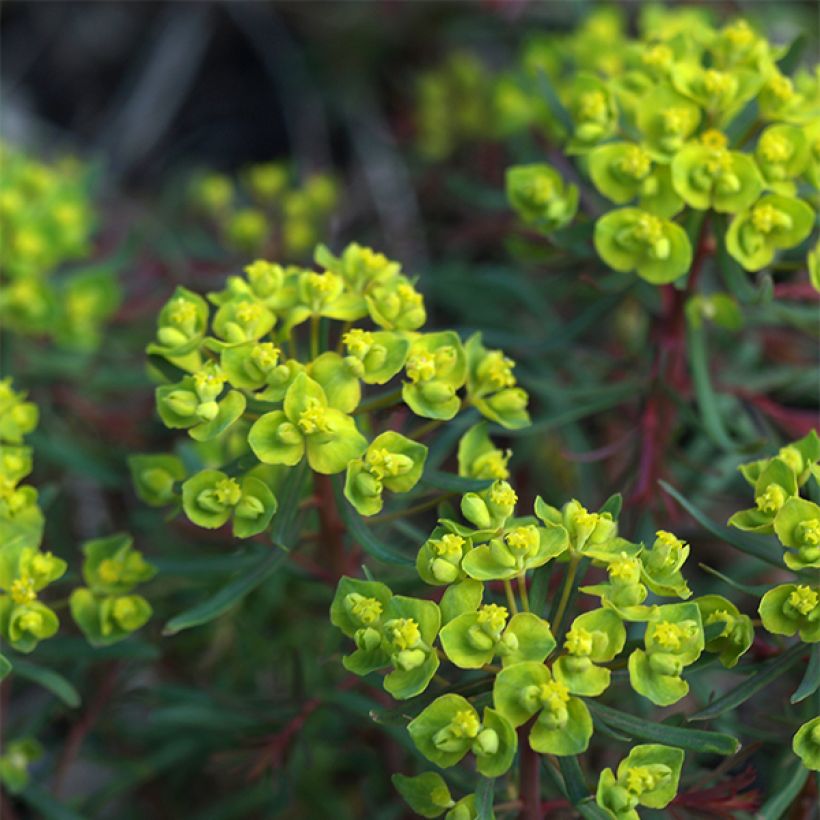 Euphorbia cyparissias Fens Ruby - Euphorbe petit-cyprès (Flowering)