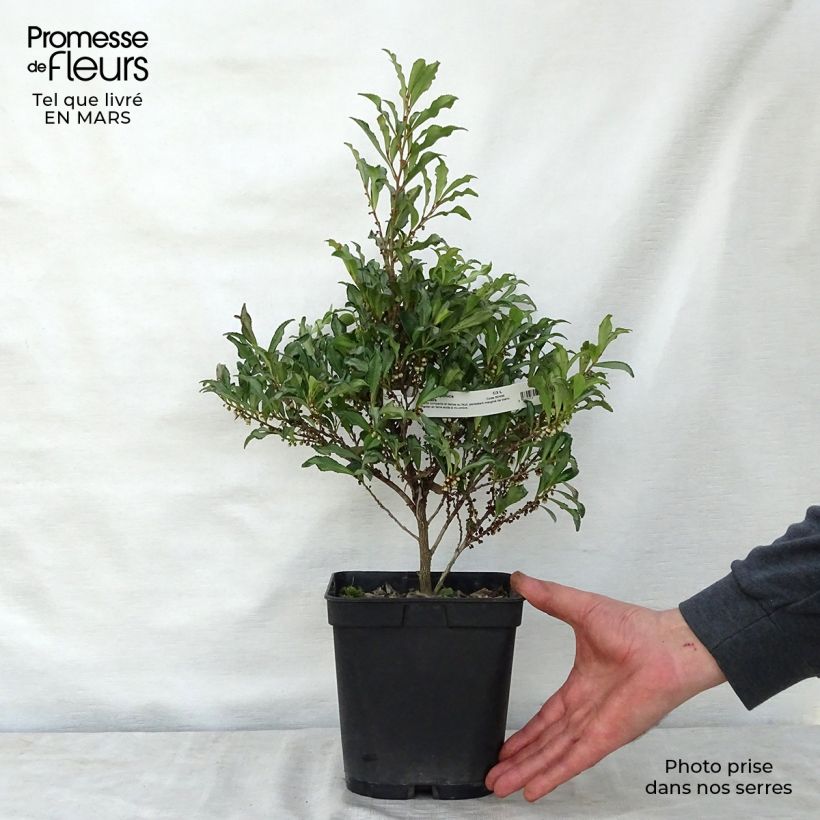 Example of Eurya japonica Moutiers Pot de 2L/3L as you get in printemps