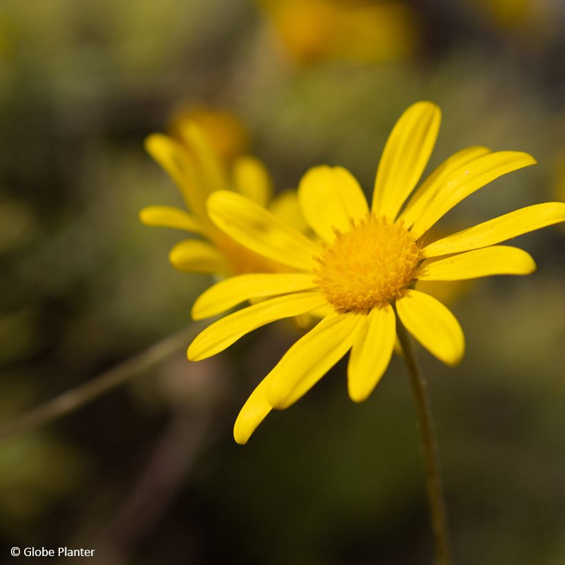 Euryops Infinity - Marguerite des savanes (Floraison)