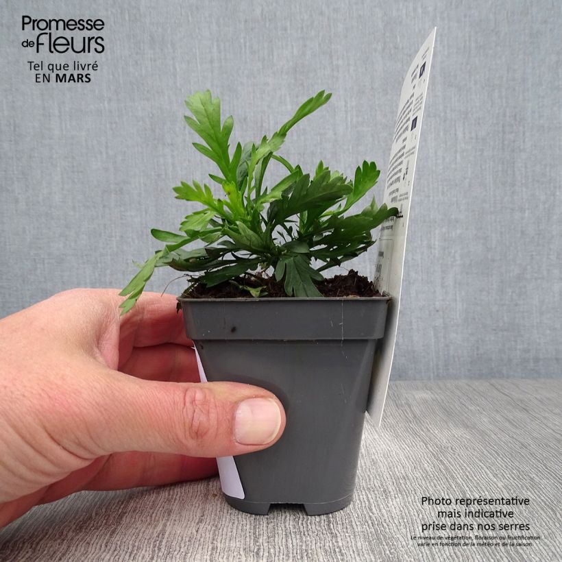 Spécimen de Euryops chrysanthemoides Sonnenschein - Marguerite de la savane Godet de 8/9 cm tel que livré au printemps