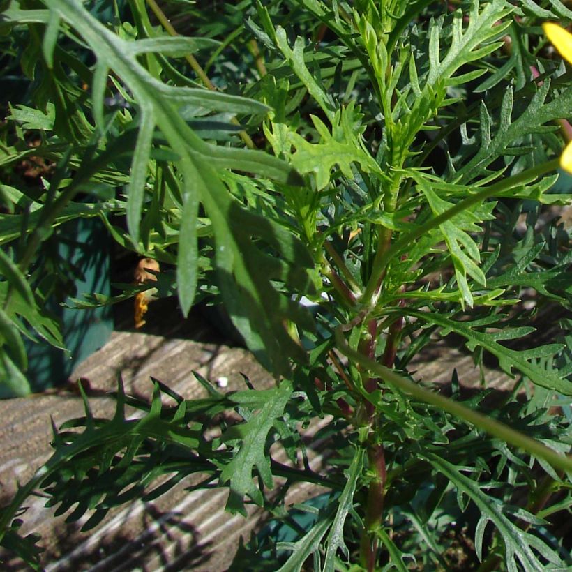 Euryops pectinatus - Marguerite des savanes (Foliage)