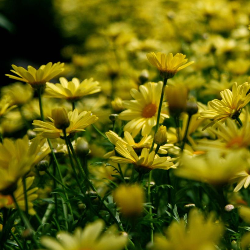 Euryops pectinatus - Marguerite des savanes (Flowering)