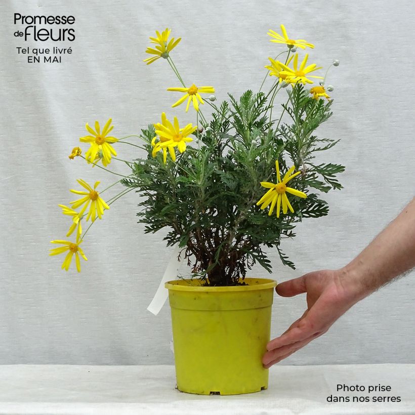 Example of Euryops pectinatus - Marguerite des savanes Pot de 2L/3L as you get in printemps