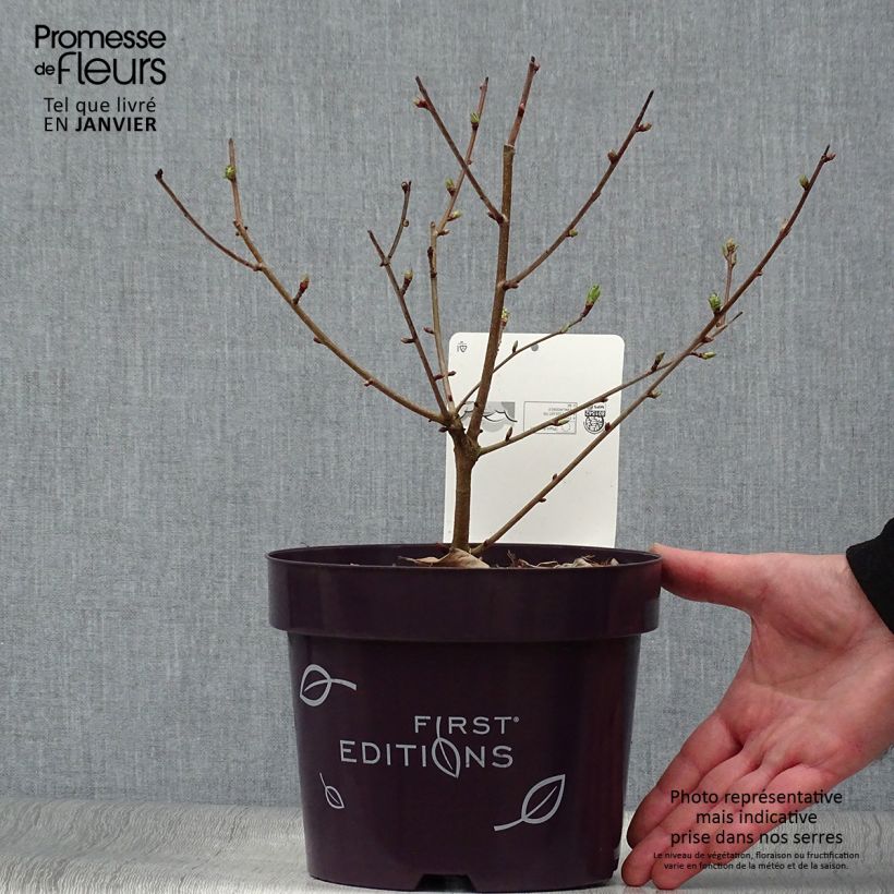 Example of Exochorda Lotus Moon - Exochorde hybride - Arbre aux perles Pot de 3L/4L as you get in hiver