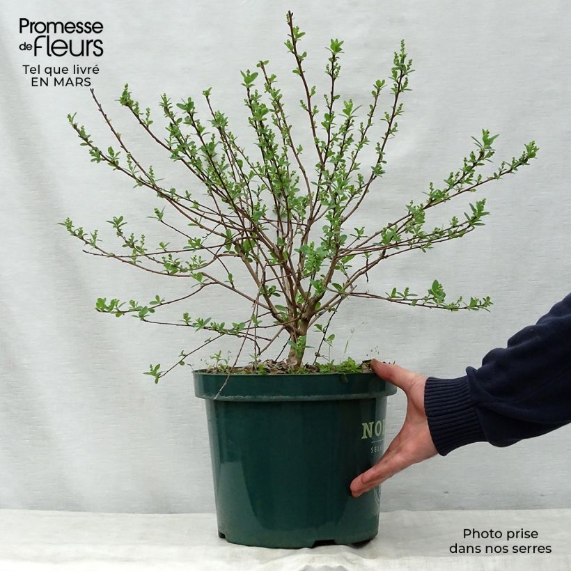 Example of Exochorda racemosa Niagara Pot de 7,5L/10L as you get in printemps