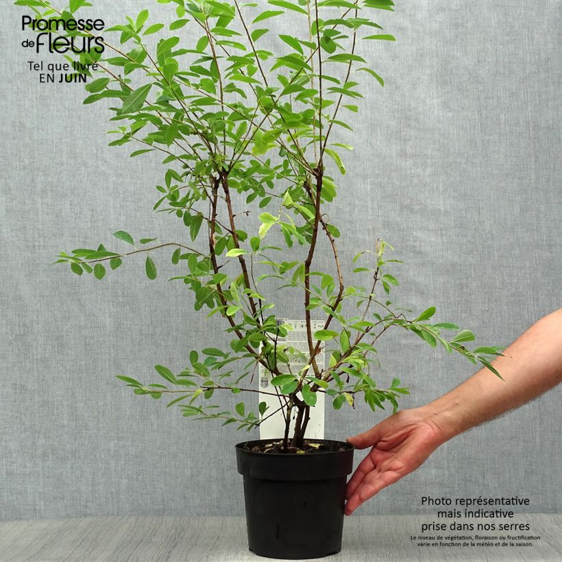 Spécimen de Exochorda racemosa Niagara Pot de 3L/4L tel que livré en été