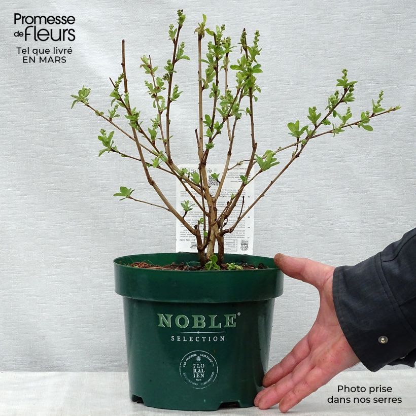 Example of Exochorda racemosa Niagara Pot de 3L/4L as you get in printemps