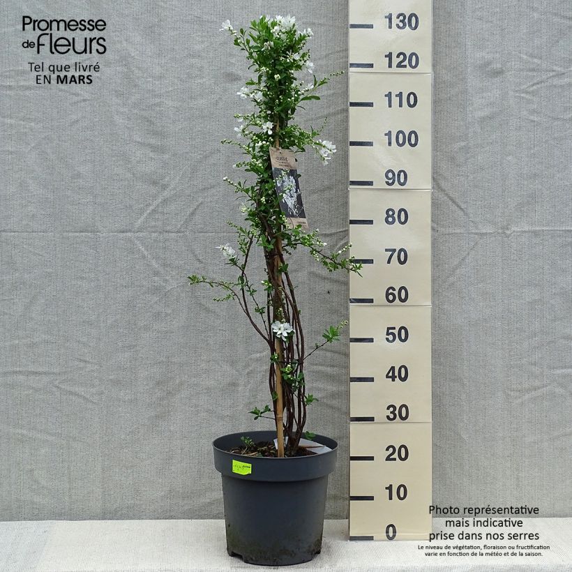 Example of Exochorda x macrantha The Bride Pot de 12L/15L as you get in printemps